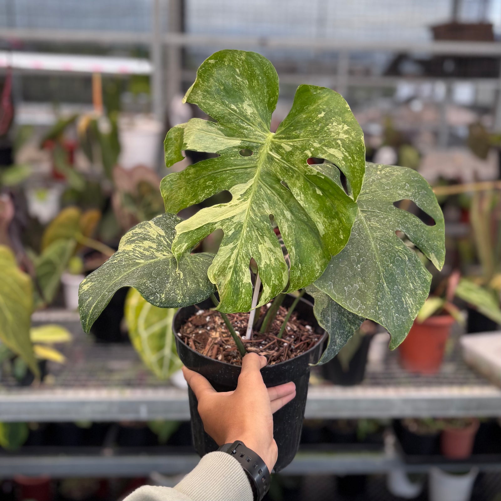 Monstera oceana contorted – Aroid Market