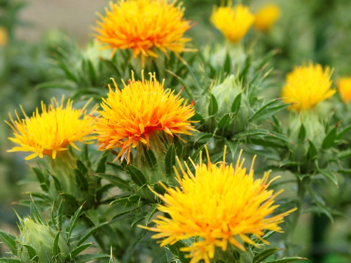 ナガセ ビューティケァ 健康食品 化粧品 通信販売 アルカンジュ / エコ