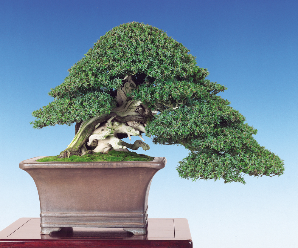 杜松│盆栽、盆栽書籍、盆栽鉢の通販│近代出版