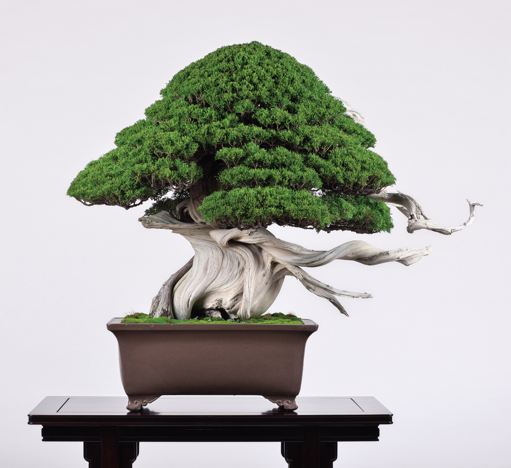 真柏（しんぱく）│盆栽、盆栽書籍、盆栽鉢の通販│近代出版