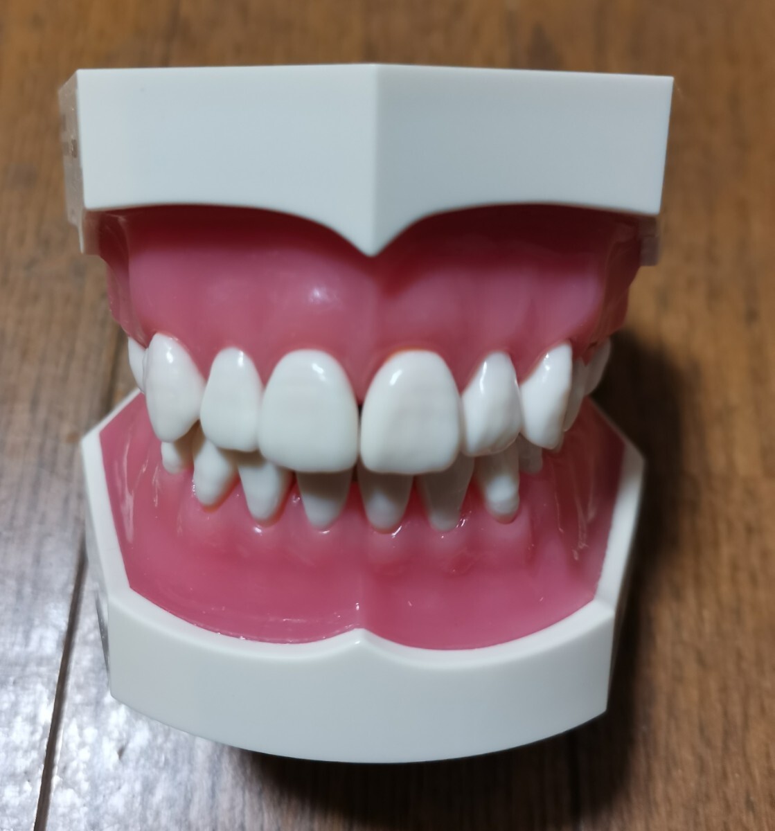 2026年最新】Yahoo!オークション -ニッシン 顎模型の中古品・新品・未