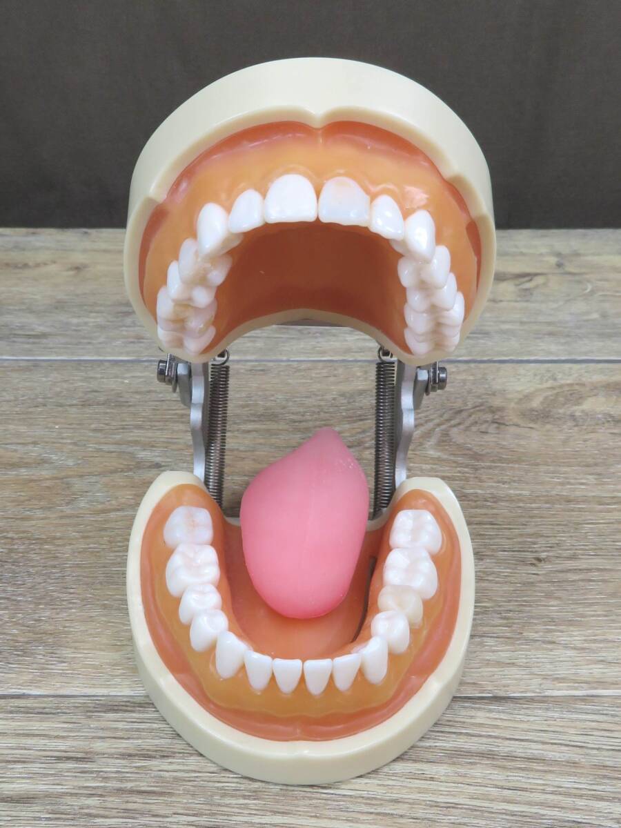 2026年最新】Yahoo!オークション -ニッシン 顎模型の中古品・新品・未