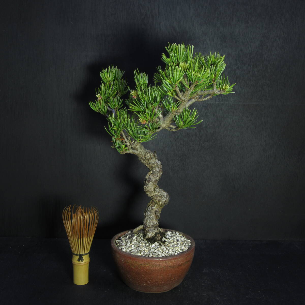 Yahoo!オークション -「五葉松 文人」の落札相場・落札価格