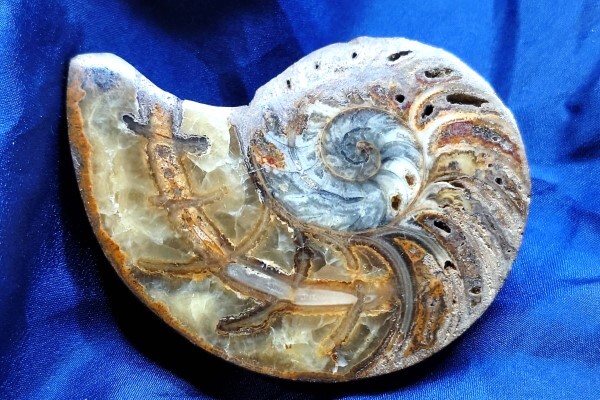 Yahoo!オークション -「化石 イセシラガイ」(科学、自然) の落札相場