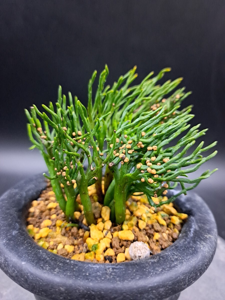 Yahoo!オークション -「青龍角」の落札相場・落札価格