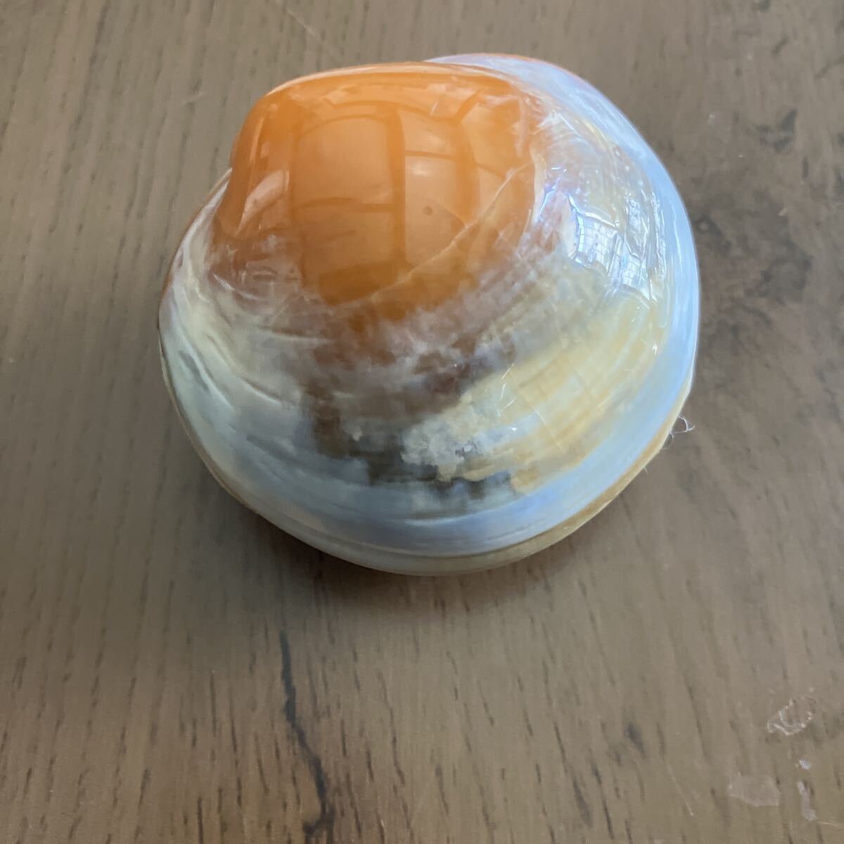 Yahoo!オークション -「イセシラガイ」(化石) (科学、自然)の落札相場