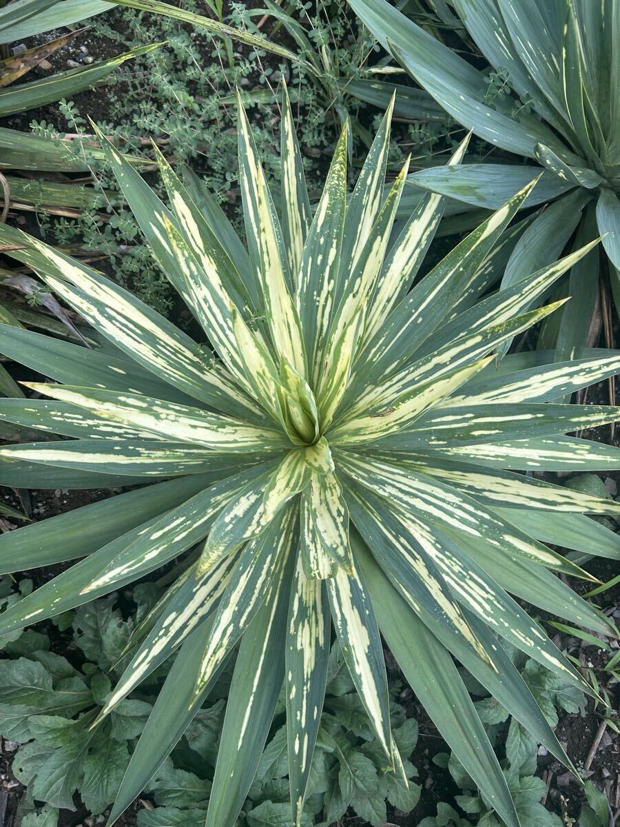 Yahoo!オークション -「ユッカ散り斑」の落札相場・落札価格