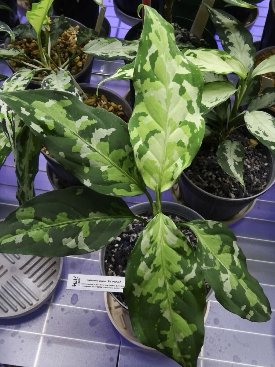 Yahoo!オークション -「柳緑花紅」の落札相場・落札価格