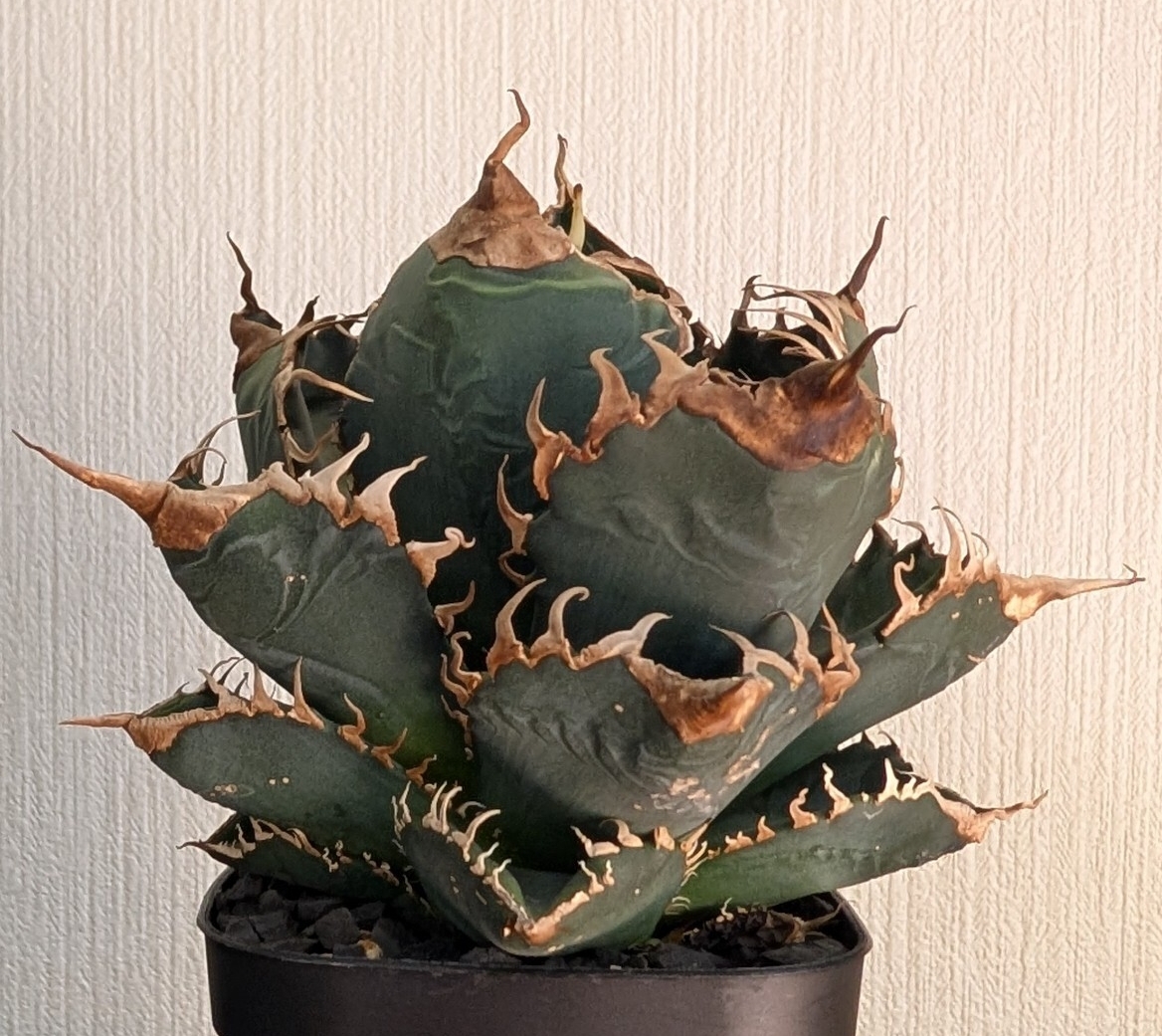 Yahoo!オークション -「カクタスグリーン」(花、園芸) の落札相場