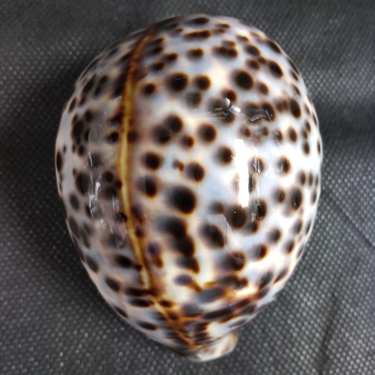 Yahoo!オークション -「ホシダカラガイ」の落札相場・落札価格