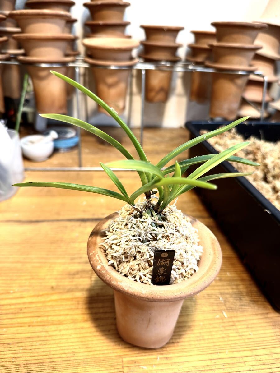 Yahoo!オークション -「富貴蘭 湖東」の落札相場・落札価格