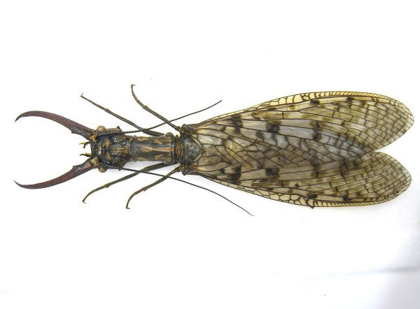 Yahoo!オークション -「オオキバヘビトンボ」の落札相場・落札価格