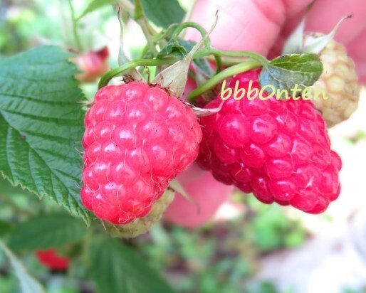 Yahoo!オークション -「tulameen」の落札相場・落札価格