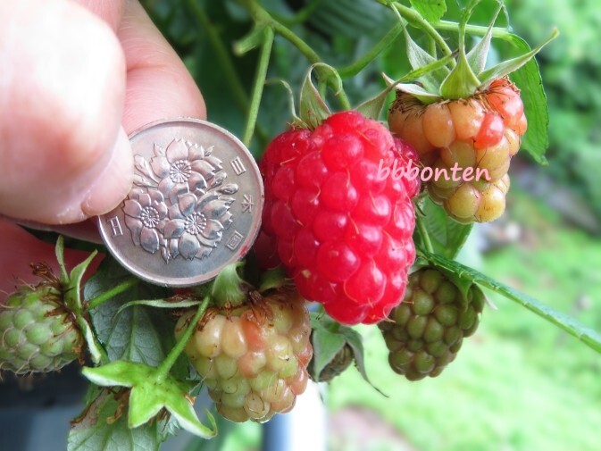 Yahoo!オークション -「tulameen」の落札相場・落札価格