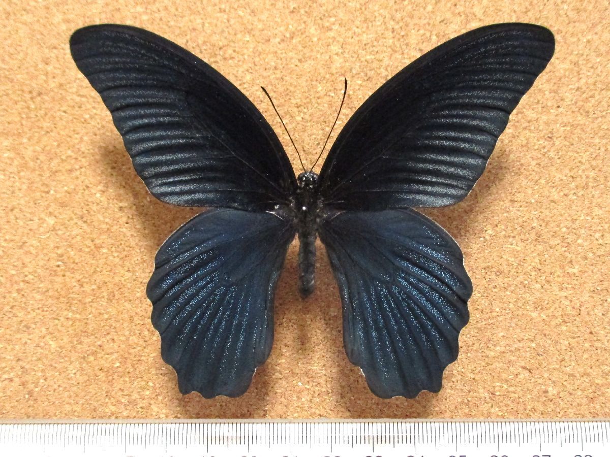 Yahoo!オークション -「ナガサキアゲハ」の落札相場・落札価格