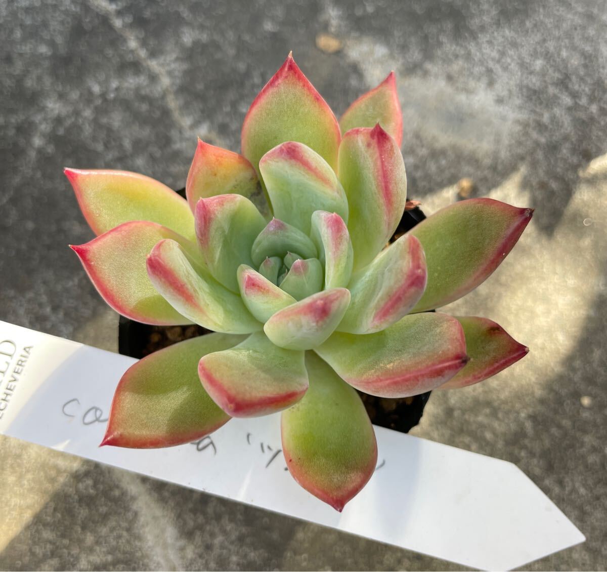 Yahoo!オークション -「サボテン相談室」の落札相場・落札価格