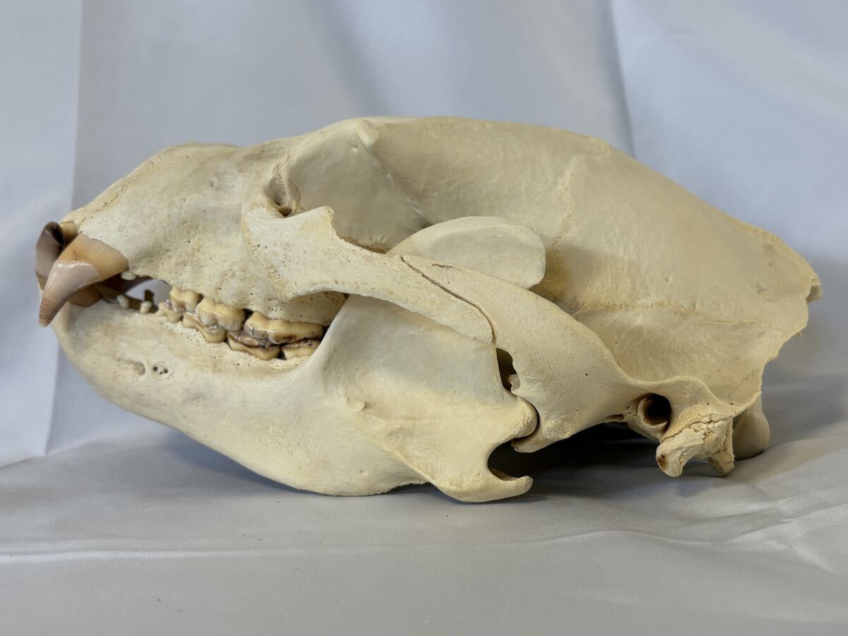 Yahoo!オークション -「ツキノワグマ 頭骨」の落札相場・落札価格