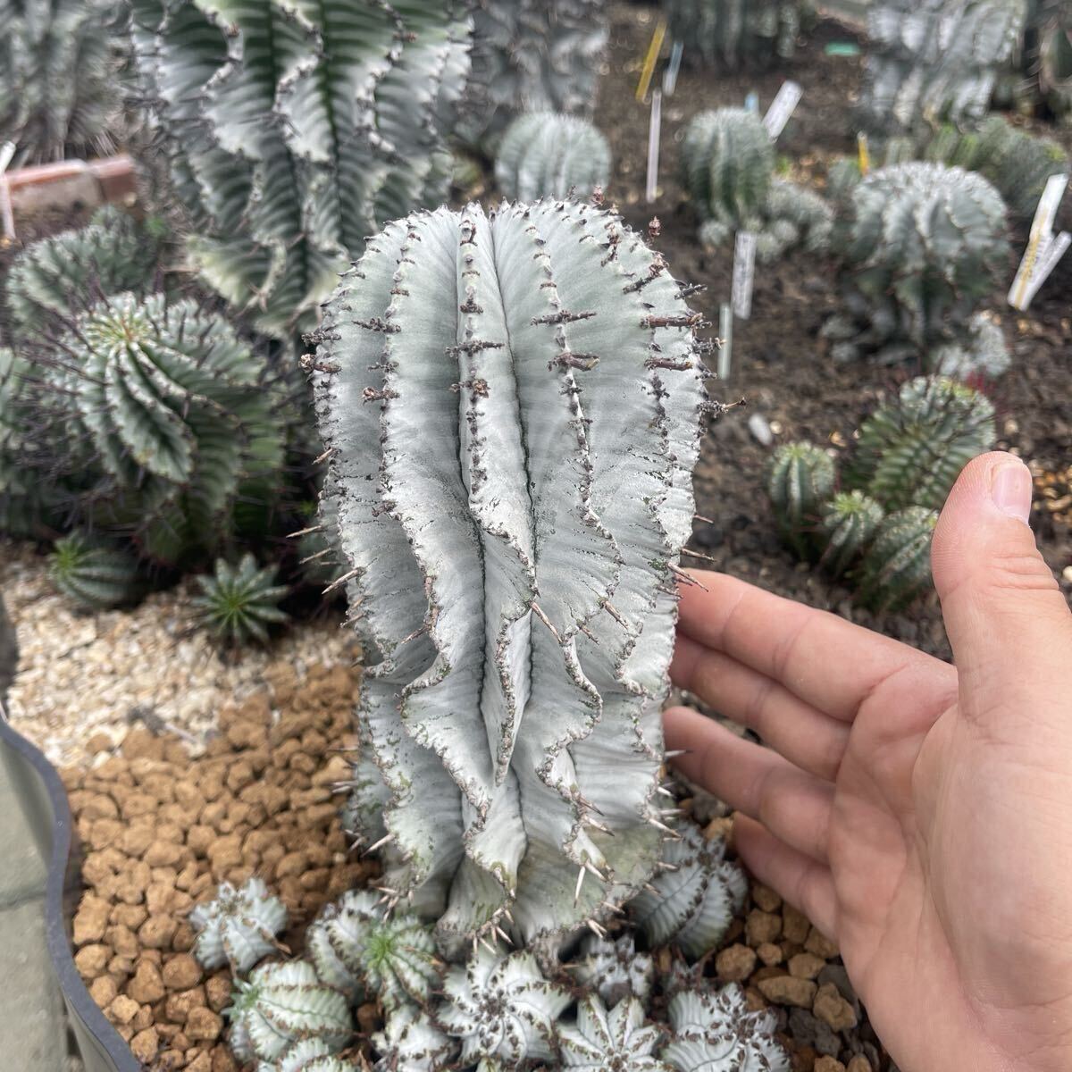 Yahoo!オークション -「スノーフレーク ポリゴナ」の落札相場・落札価格