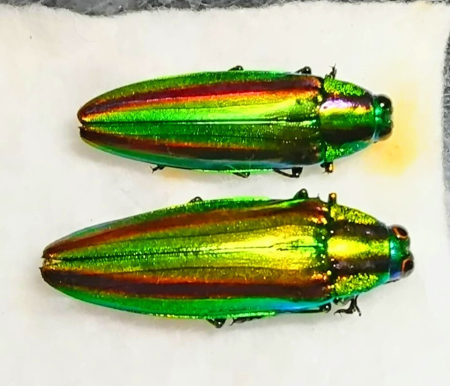 Yahoo!オークション -「ヤマトタマムシ 標本」(虫類) の落札相場・落札価格