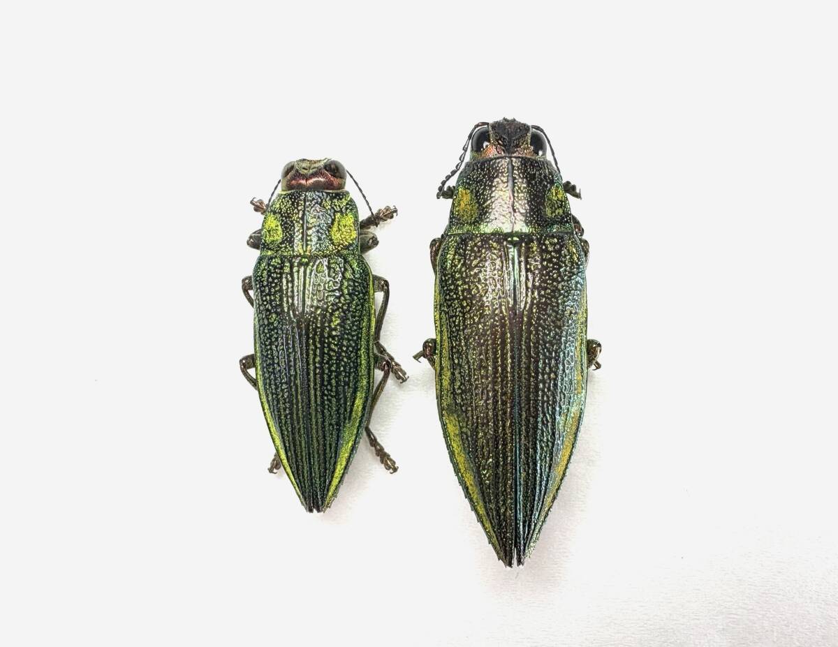 Yahoo!オークション -「玉虫」(虫類) の落札相場・落札価格(11ページ目)