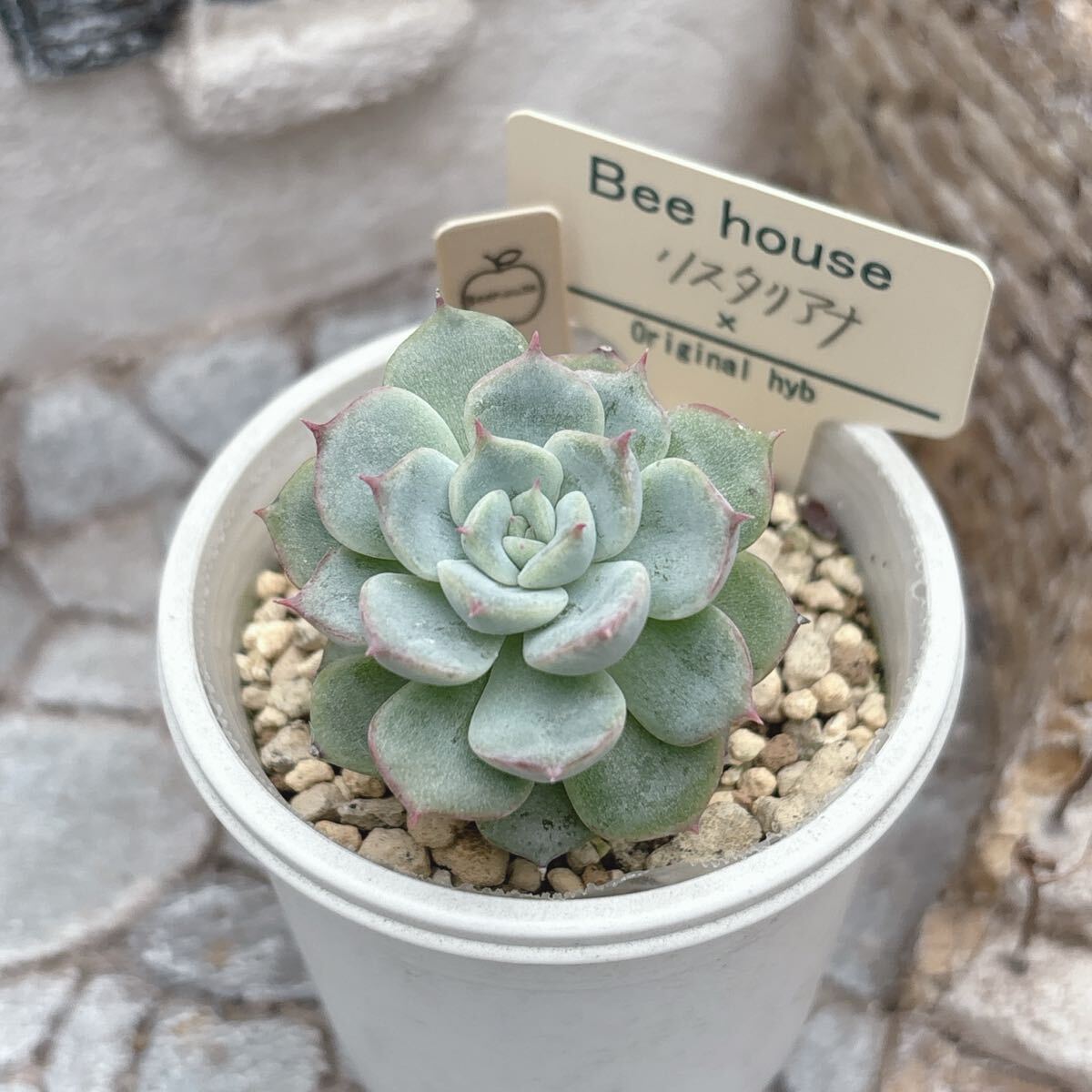 Yahoo!オークション -「beehouse エケベリア」の落札相場・落札価格