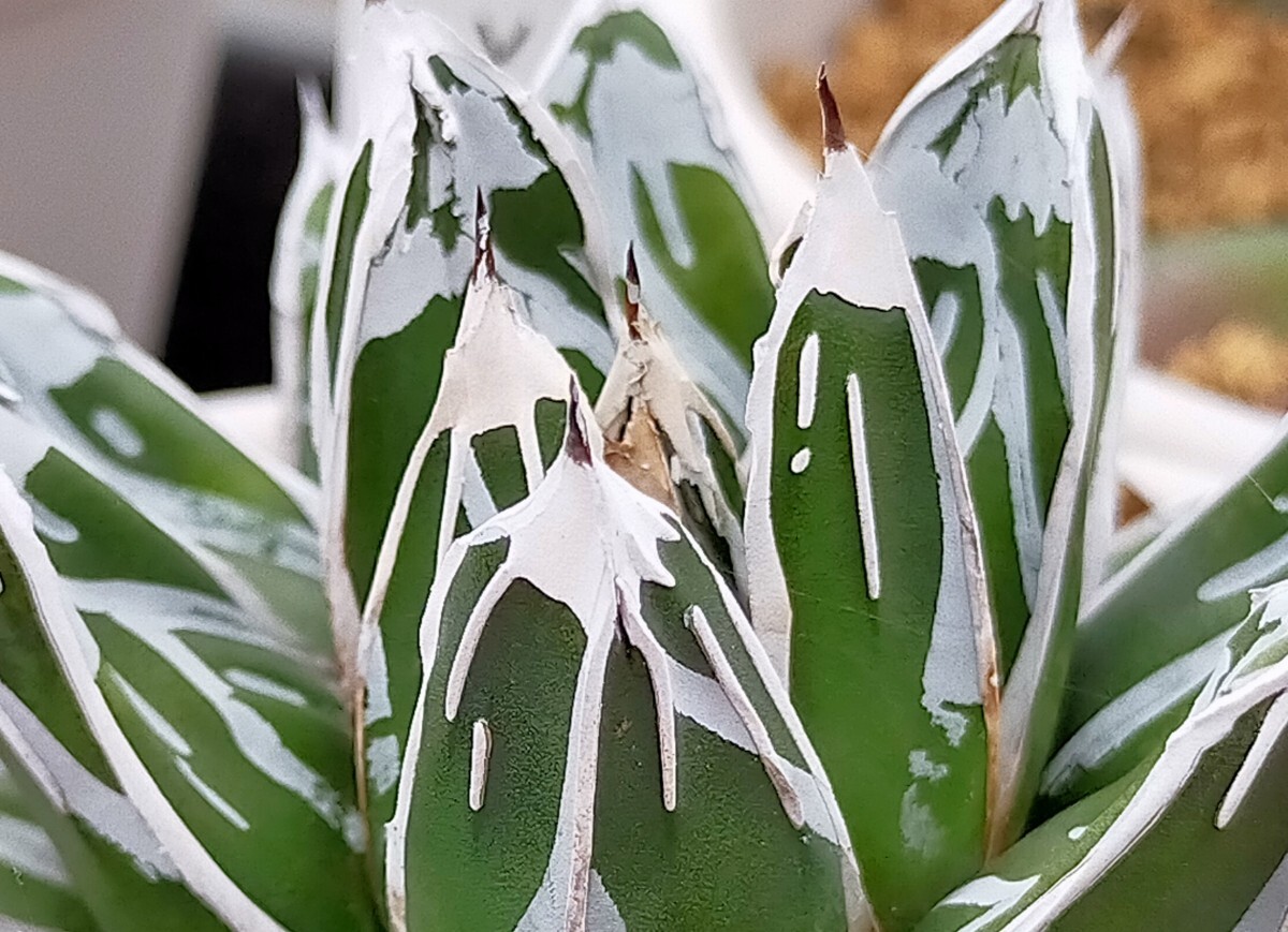 Yahoo!オークション -「名峰富士」の落札相場・落札価格