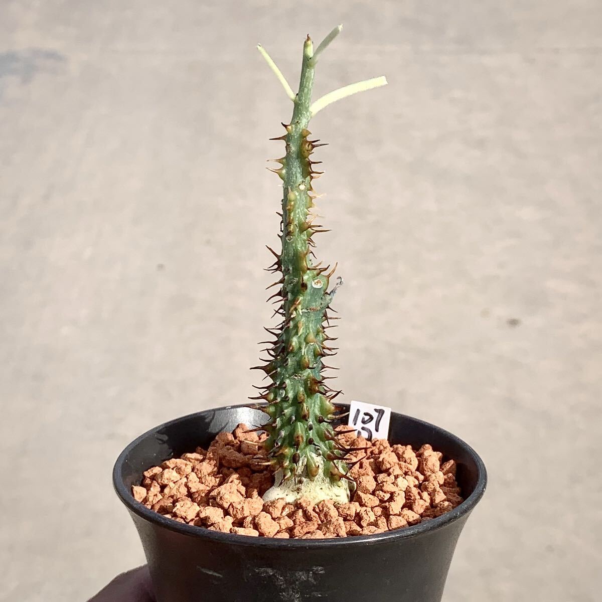 Yahoo!オークション -「アデニア アクレアータ」(サボテン) (観葉植物