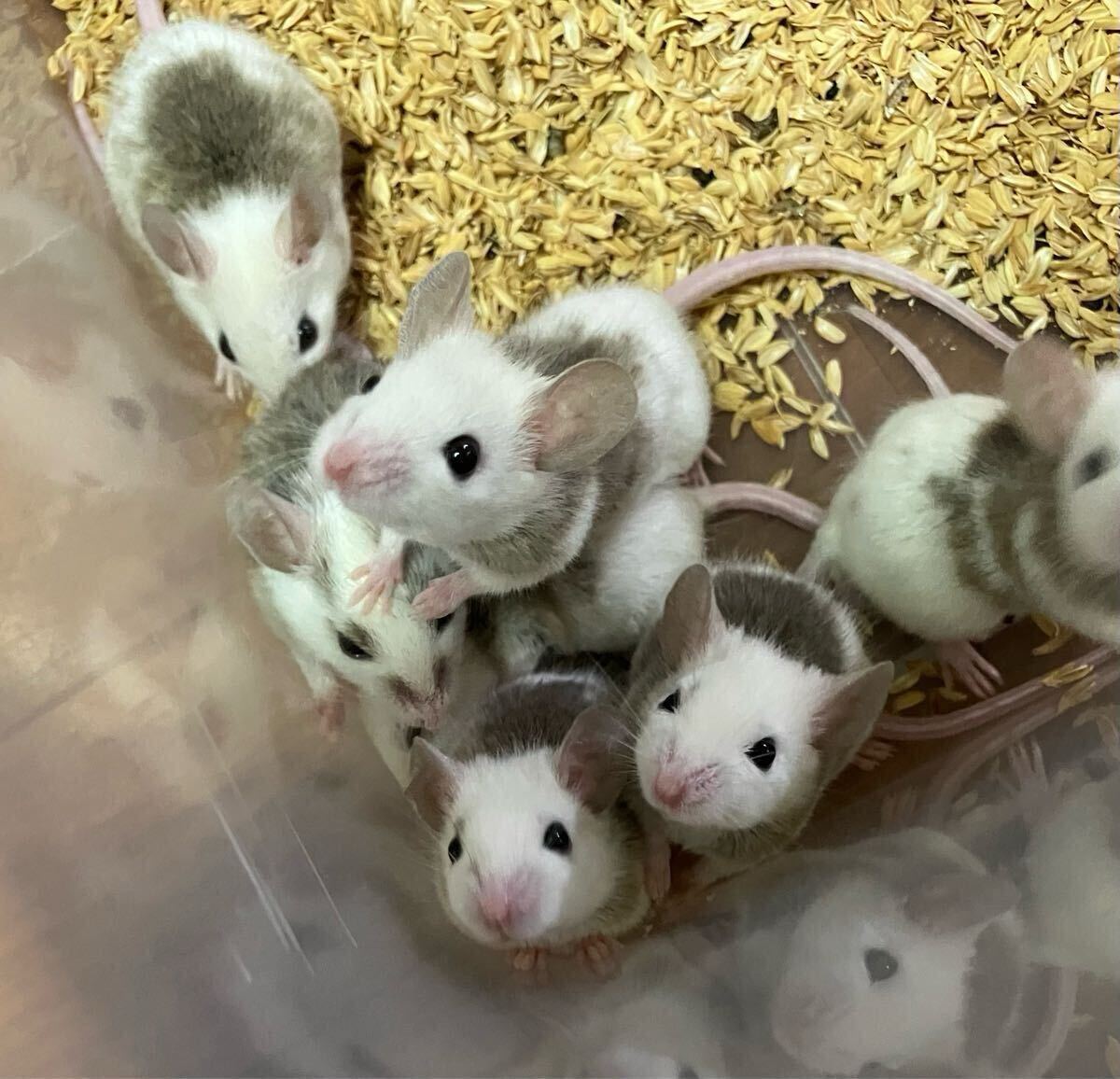 Yahoo!オークション -「ヤワゲネズミ」の落札相場・落札価格