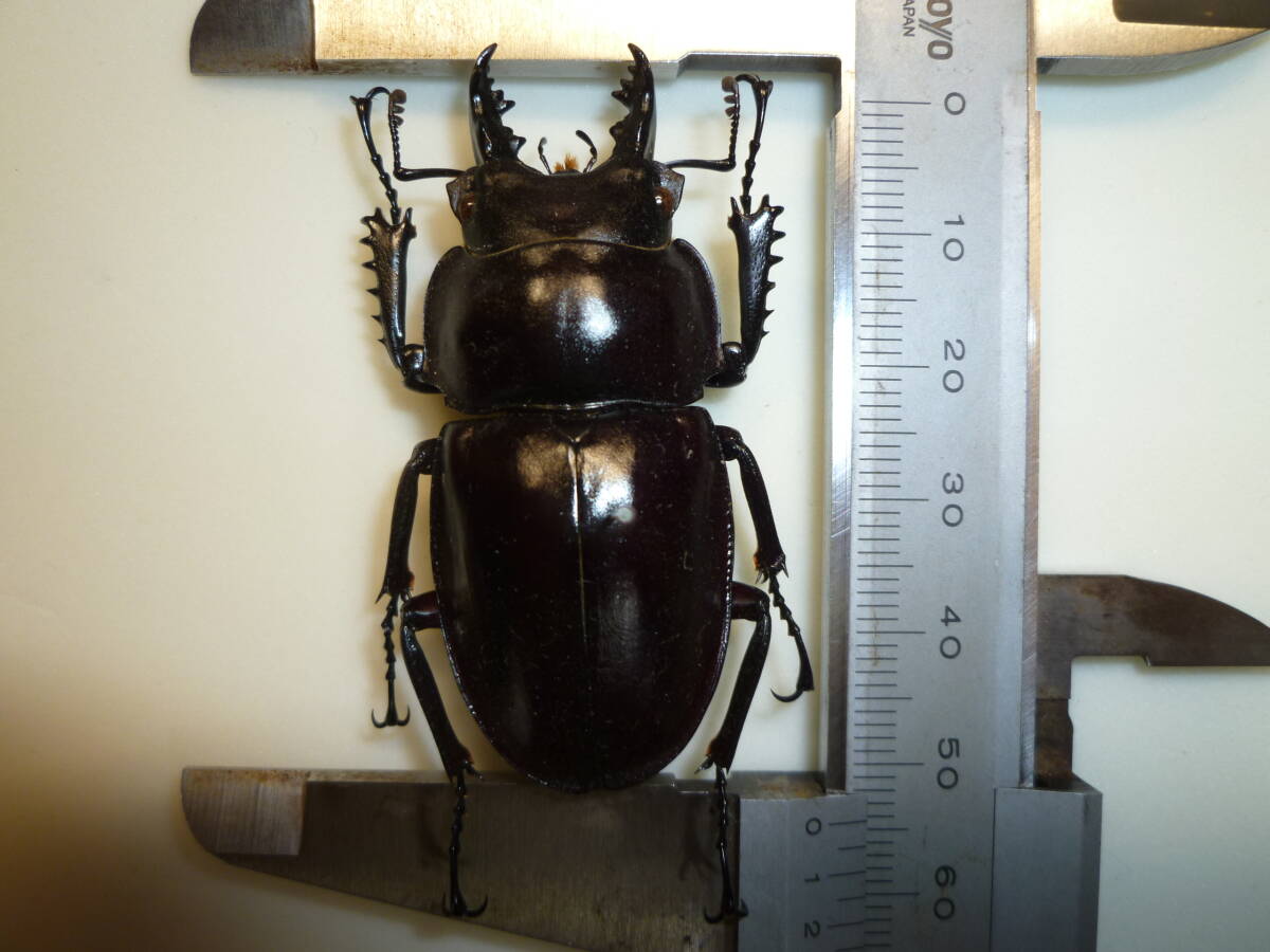 2026年最新】Yahoo!オークション -ヤエヤママルバネクワガタの中古品