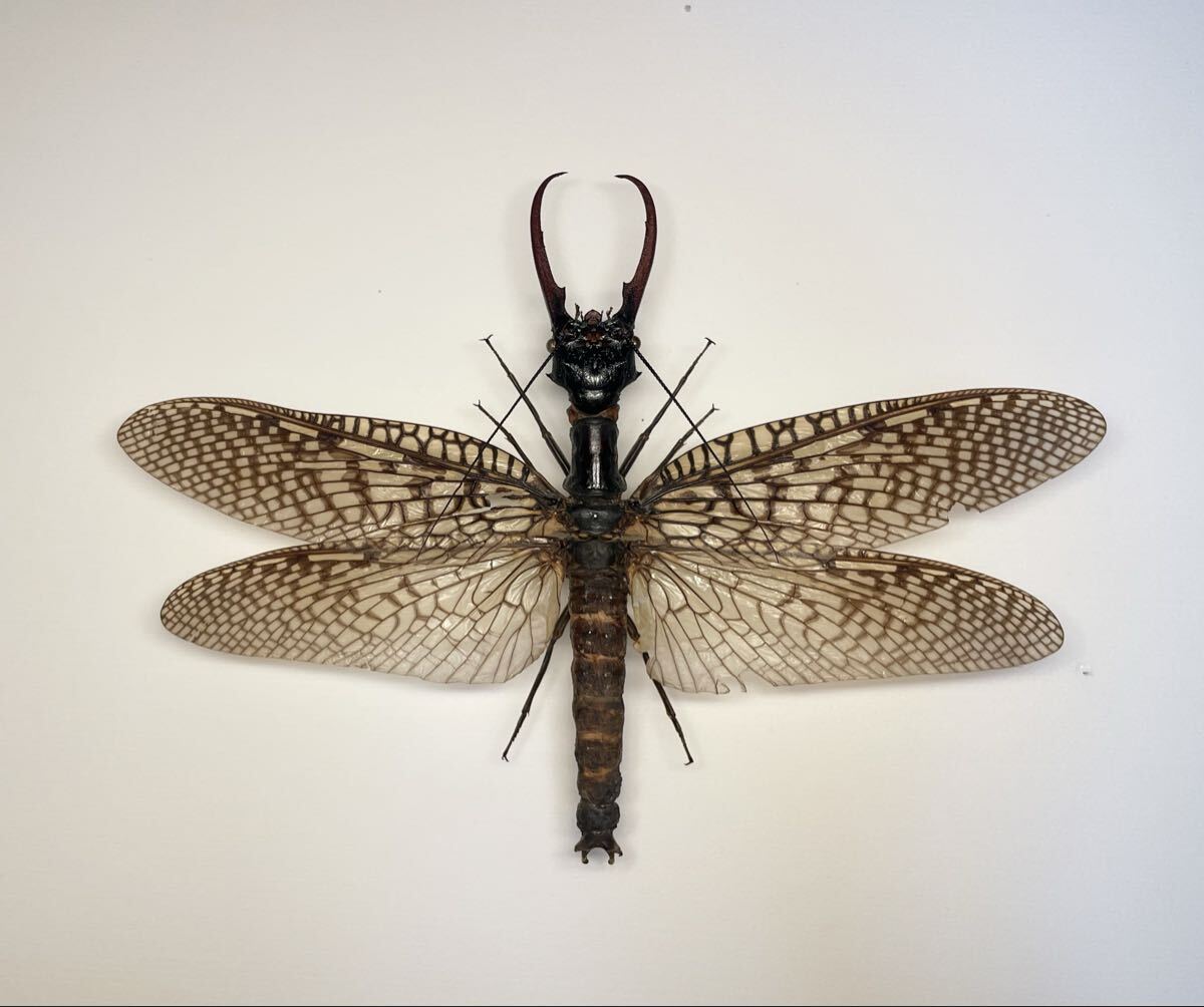 Yahoo!オークション -「オオキバヘビトンボ」の落札相場・落札価格