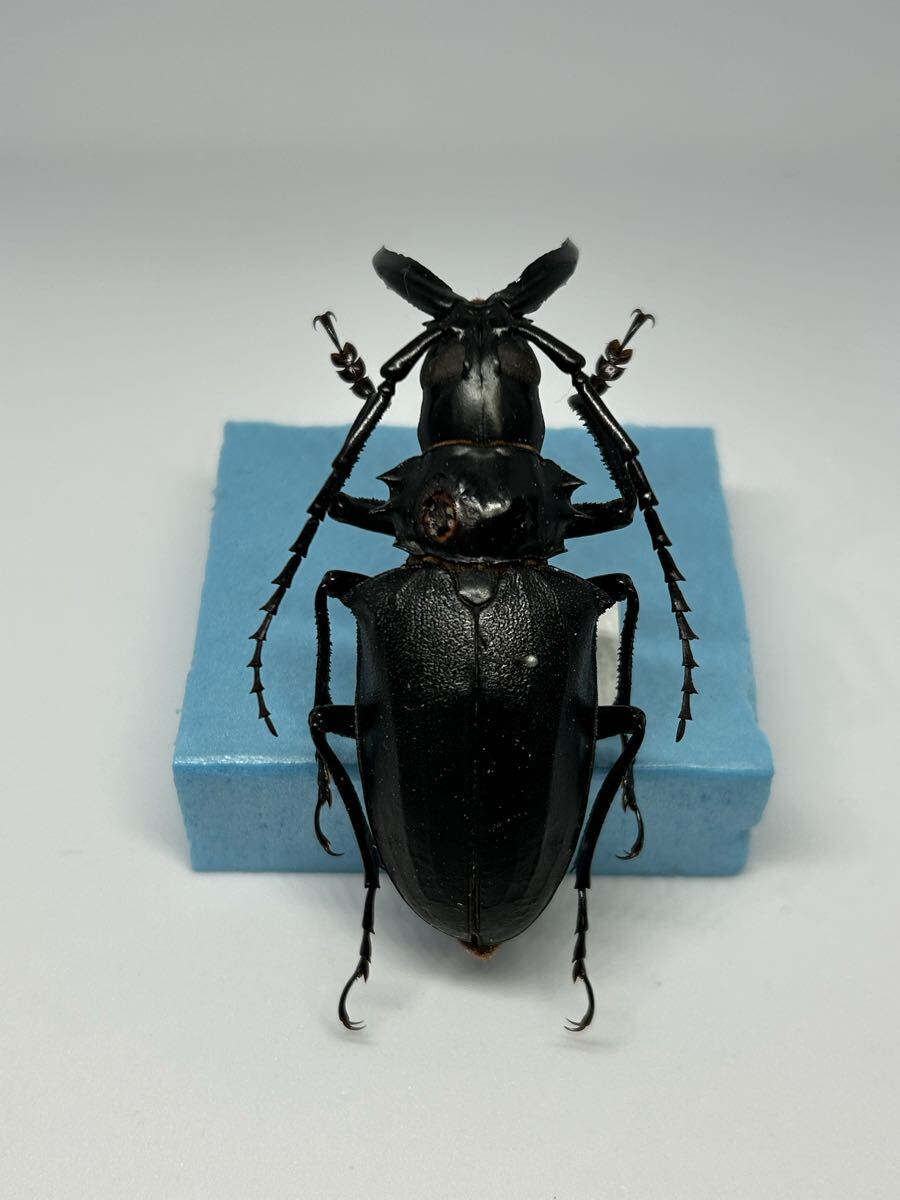 Yahoo!オークション -「ノコギリカミキリ」(ペット、生き物) の落札