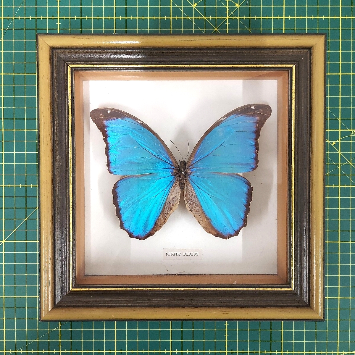 Yahoo!オークション -「モルフォ蝶 額」の落札相場・落札価格