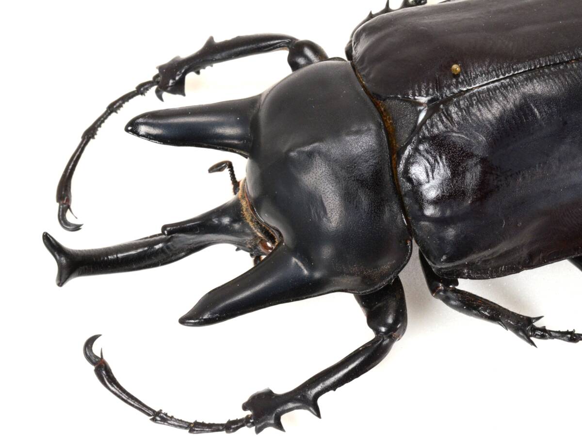 Yahoo!オークション -「アクティオンゾウカブト」(その他) (虫類)の