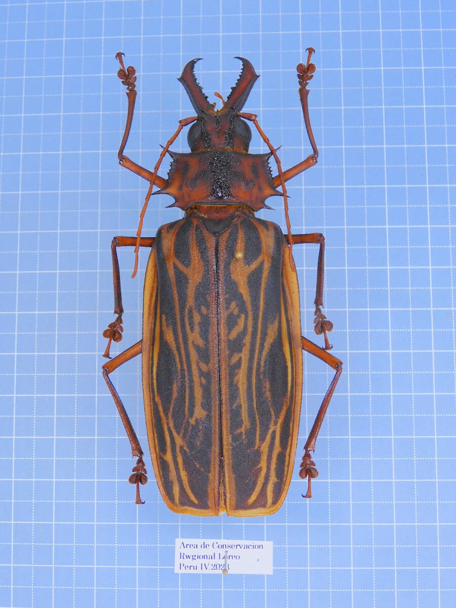 Yahoo!オークション -「オオキバウスバカミキリ」(虫類) の落札相場