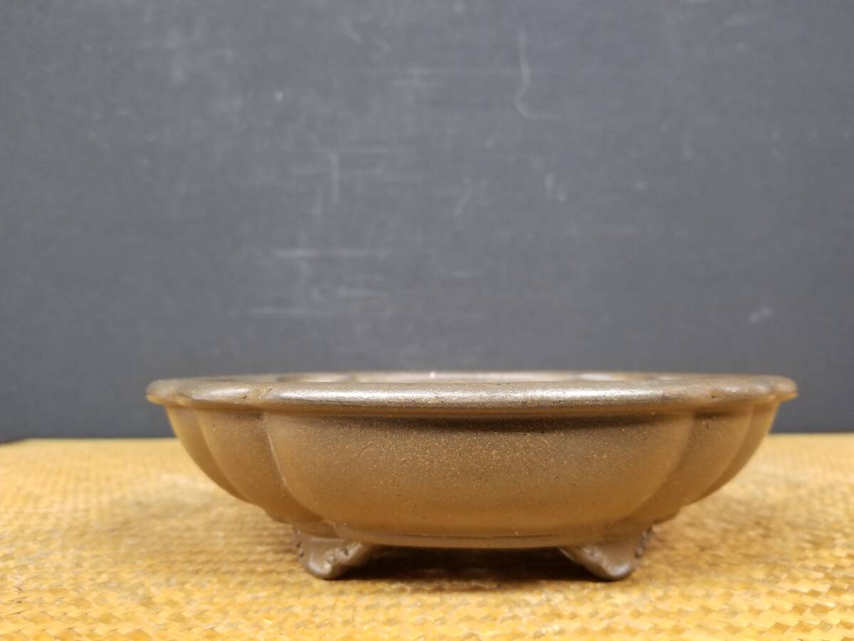 Yahoo!オークション -「小松泉」(盆栽用具) (盆栽)の落札相場・落札価格