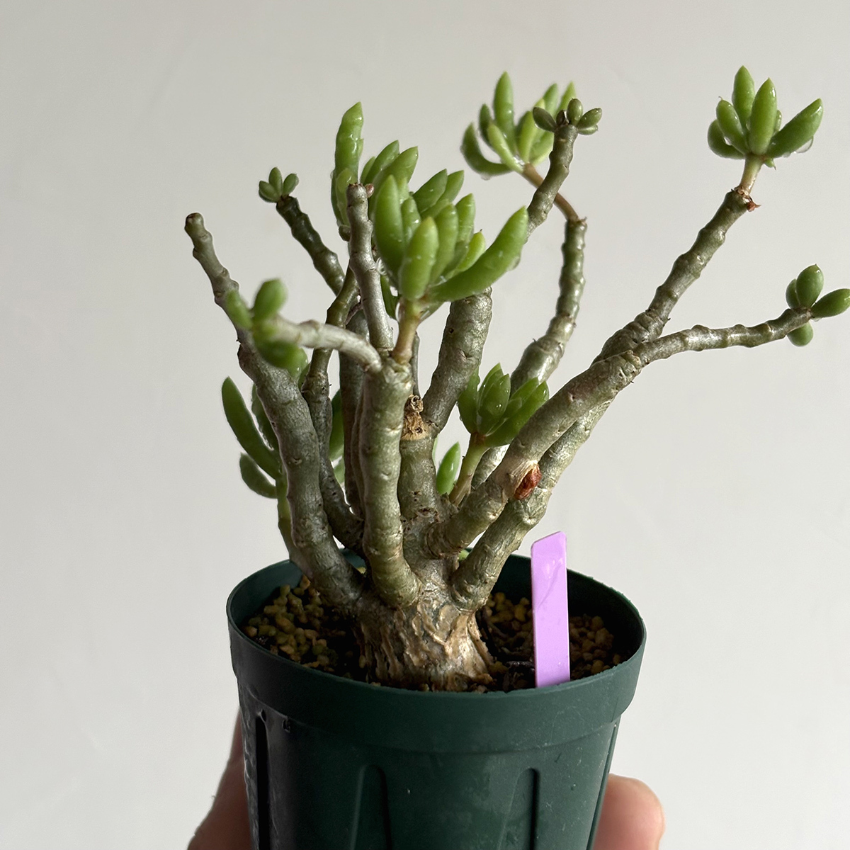 Yahoo!オークション -「チレコドンデシピエンス」(観葉植物) の落札