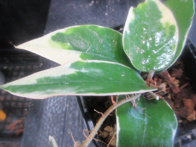 Yahoo!オークション -「サクララン」(その他) (観葉植物)の落札相場