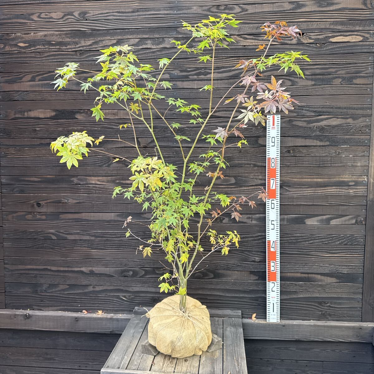 Yahoo!オークション -「山採り」(植木、庭木) の落札相場・落札価格