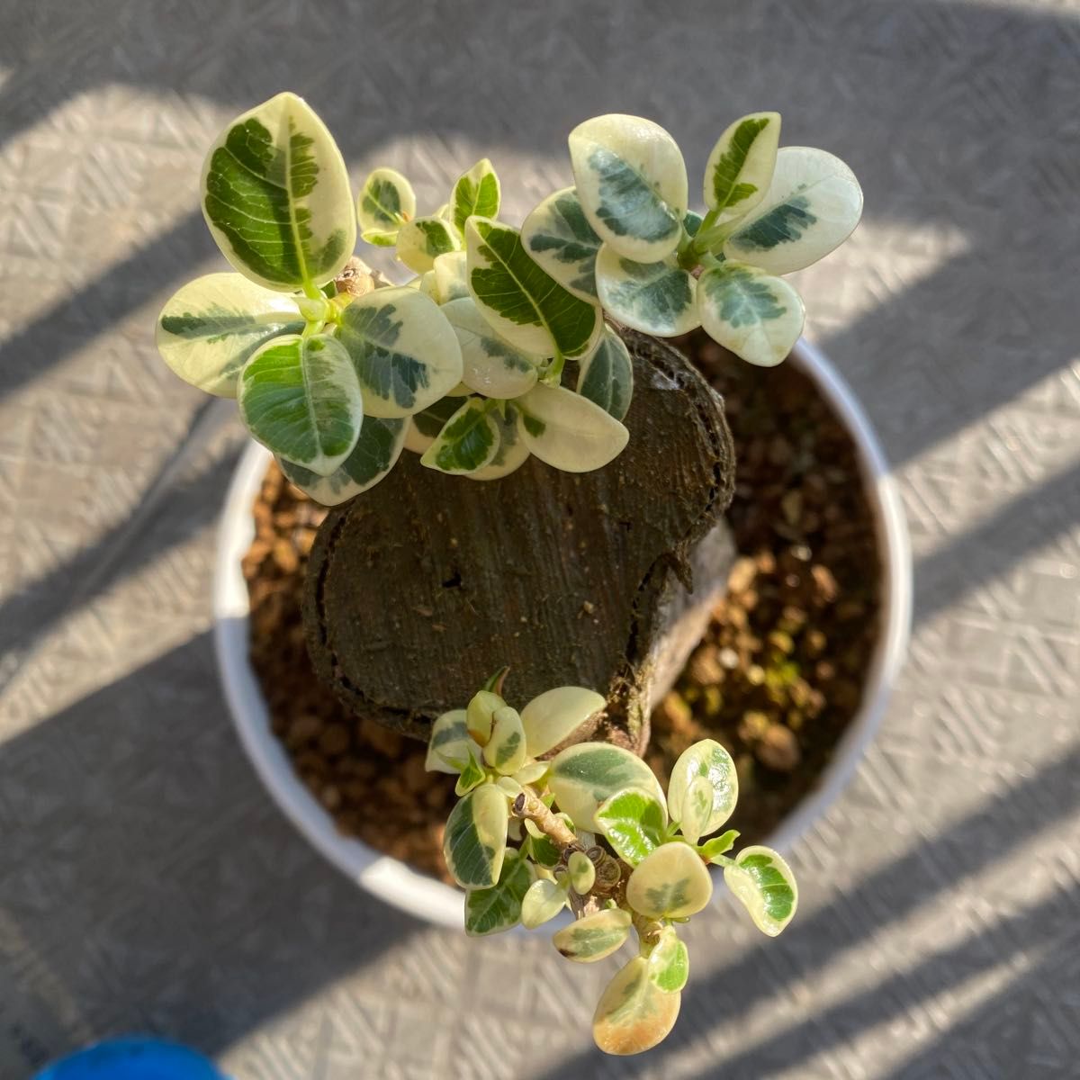 発根済み】パンダガジュマル斑入り 葉 発根済み 3株セット価格｜Yahoo