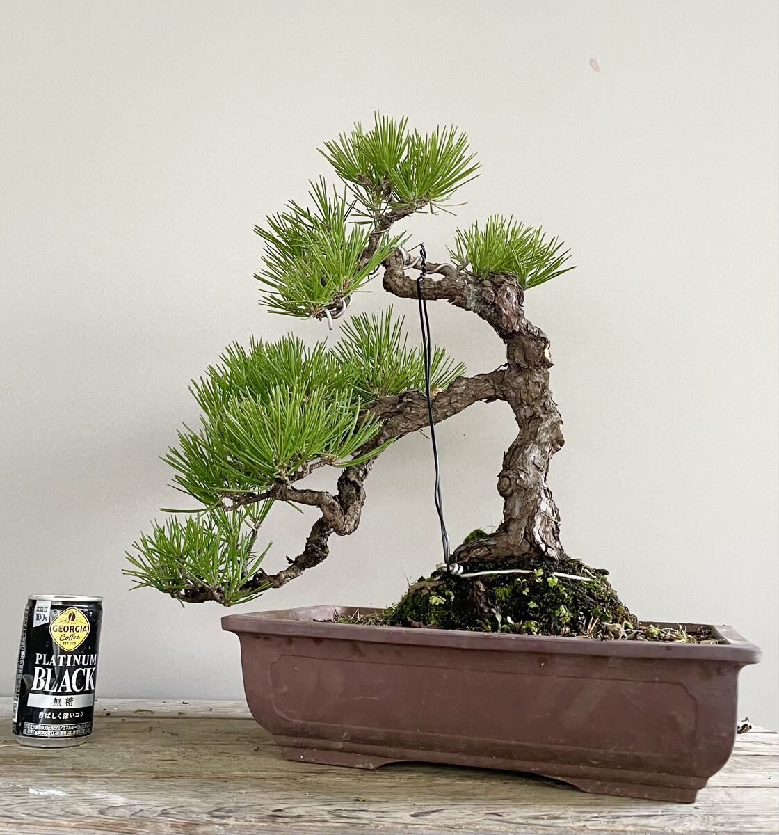 Yahoo!オークション -「五葉松 文人」の落札相場・落札価格