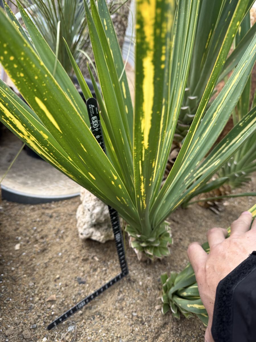 Yahoo!オークション -「ユッカ散り斑」の落札相場・落札価格