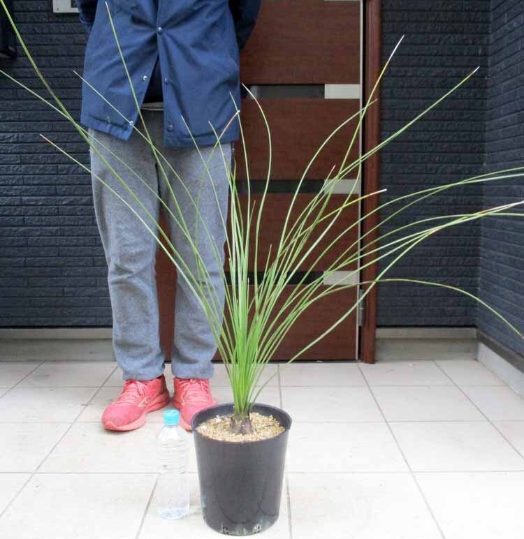 Yahoo!オークション -「ダシリリオン」の落札相場・落札価格