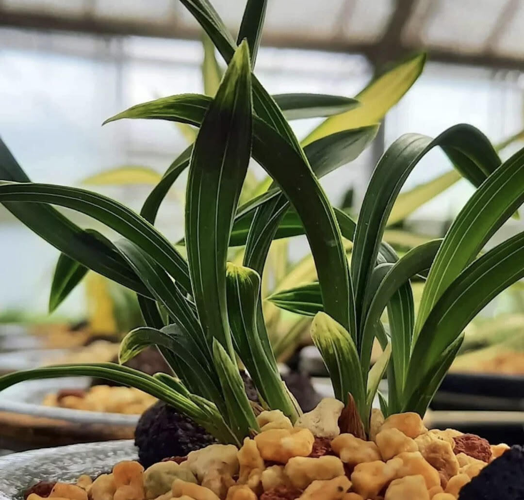 Yahoo!オークション -「韓国春蘭チャボ」(花、園芸) の落札相場・落札価格