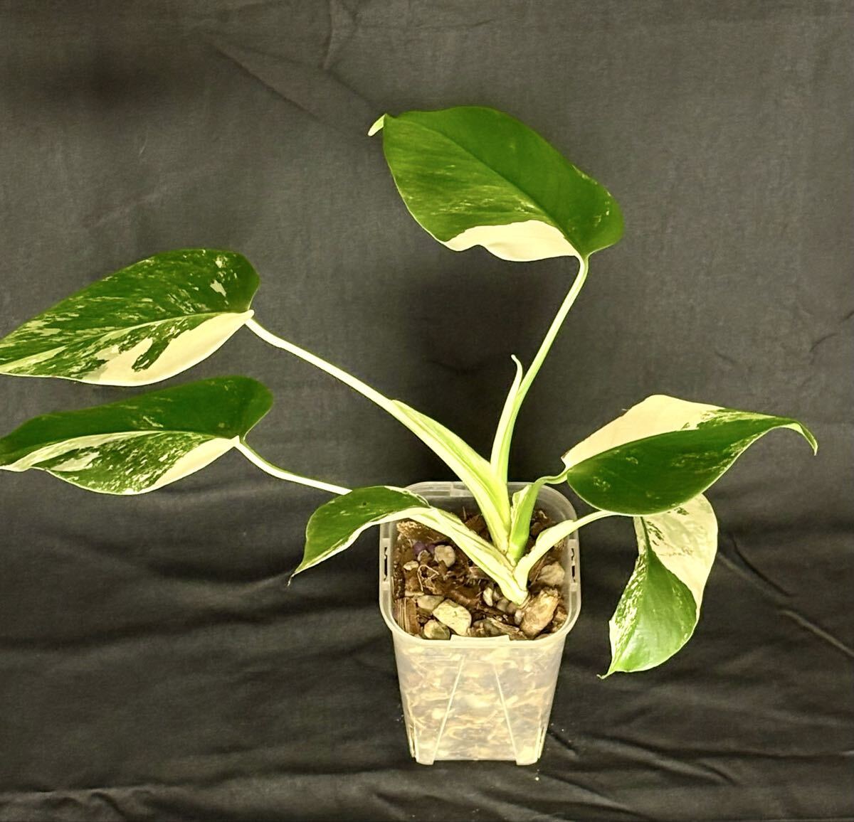 Yahoo!オークション -「アルボー」(モンステラ) (観葉植物)の落札相場