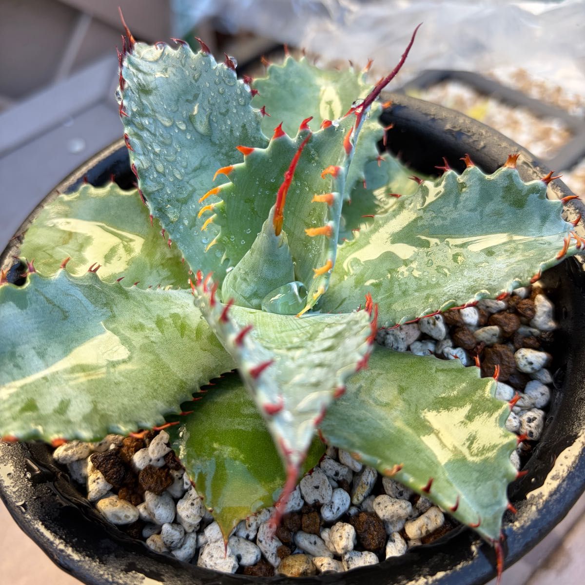 アガベ フロスティクリスタル イシパラ ハイブリッド イシスメンシス