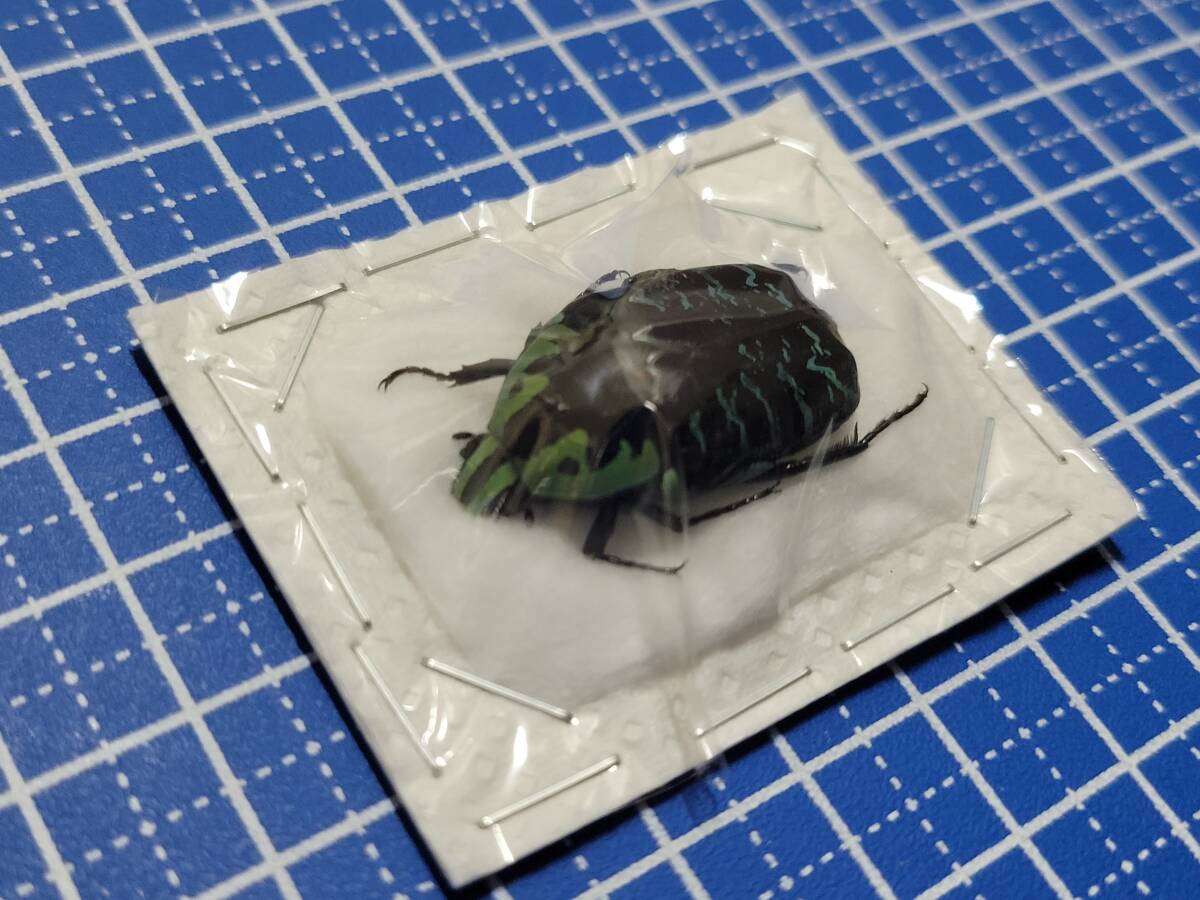 Yahoo!オークション -「マラガシー」(その他) (虫類)の落札相場・落札価格