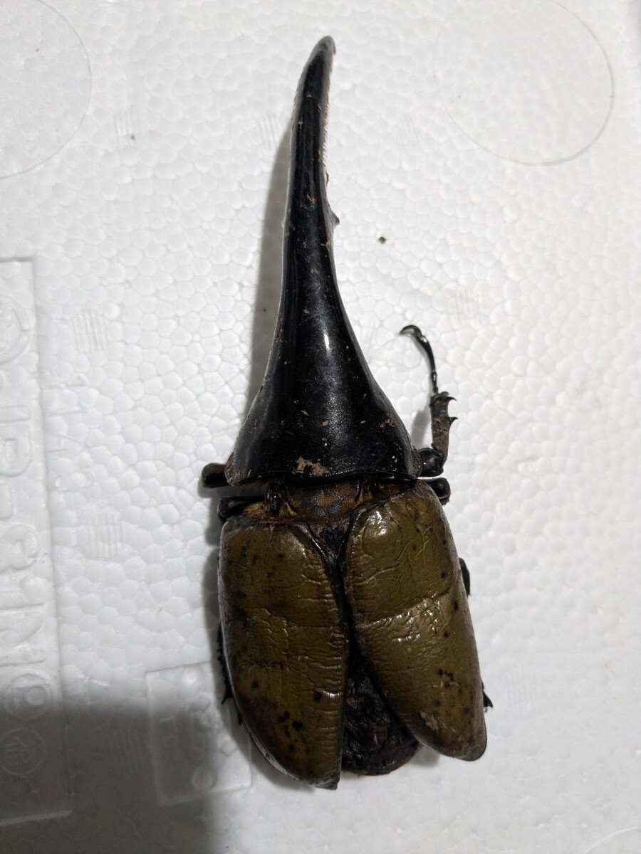 Yahoo!オークション -「ヘラクレスオオカブト標本」(虫類) の落札相場