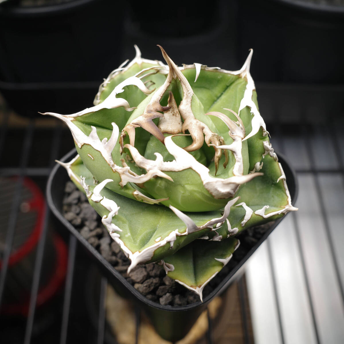 Yahoo!オークション -「アガベ チタノタcg01」の落札相場・落札価格