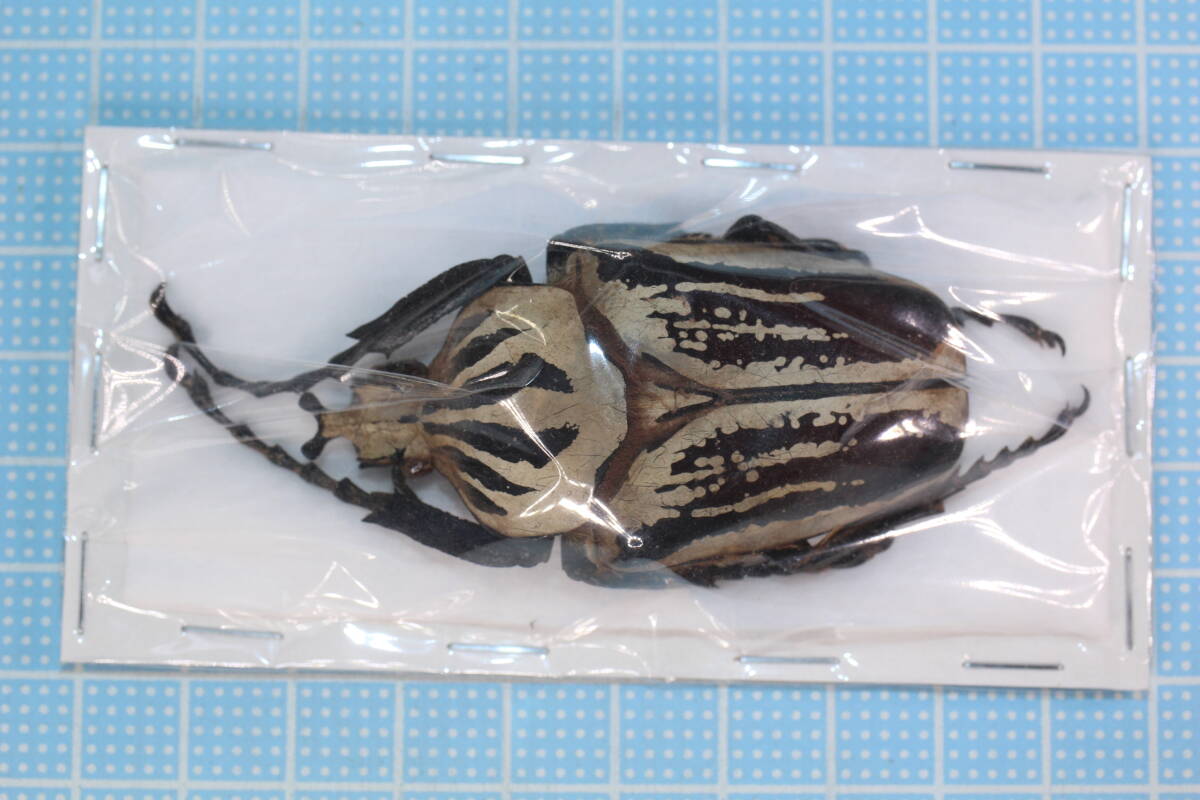 Yahoo!オークション -「ゴライアスオオツノハナムグリ標本」の落札相場