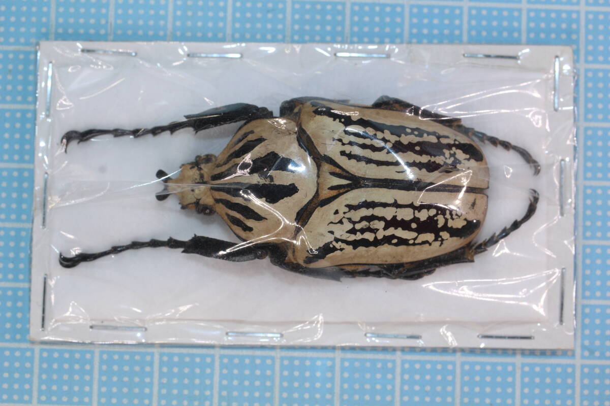 Yahoo!オークション -「ゴライアス 標本」(虫類) の落札相場・落札価格